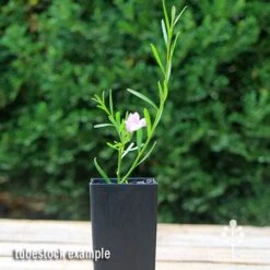 Eremophila Summertime Blue - Emu Bush 14 Eremophila Summertime Blue - Emu Bush -Plant Seed Store apo summertime blue eremophila tubestock