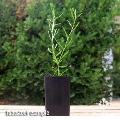 Eremophila Summertime Blue - Emu Bush 10 Eremophila Summertime Blue - Emu Bush -Plant Seed Store apo summertime blue eremophila tubestock2