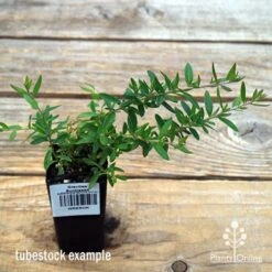 Grevillea Sunkissed 10 Grevillea Sunkissed -Plant Seed Store apo sunkissed tubestock