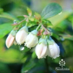 Blueberry Sunshine Blue 18 Blueberry Sunshine Blue -Plant Seed Store apo sunshine blue blueberry flowers