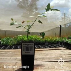 Blueberry Sunshine Blue 20 Blueberry Sunshine Blue -Plant Seed Store apo sunshine blue tubestock side
