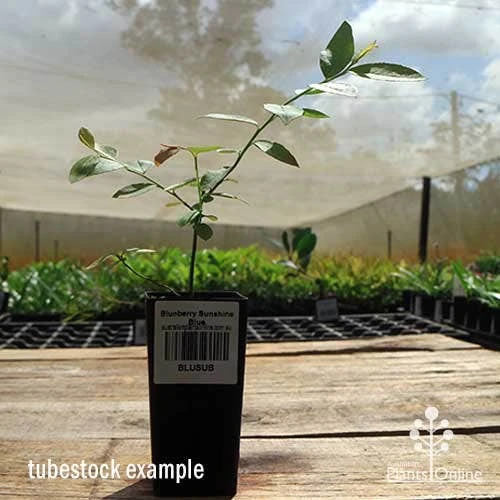 Blueberry Sunshine Blue 10 Blueberry Sunshine Blue - Image 10