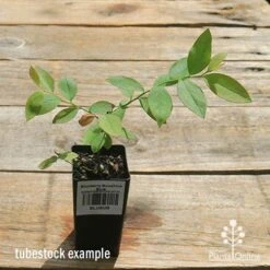 Blueberry Sunshine Blue 14 Blueberry Sunshine Blue -Plant Seed Store apo sunshine blue tubestock top