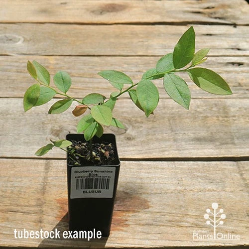 Blueberry Sunshine Blue 4 Blueberry Sunshine Blue - Image 4