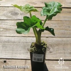 Philodendron Super Atom -Plant Seed Store apo super atom tubestock chunky top 1