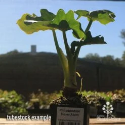 Philodendron Super Atom -Plant Seed Store apo super atom tubestock chunky 1