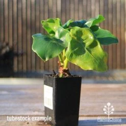 Philodendron Super Atom -Plant Seed Store apo super atom tubestock front