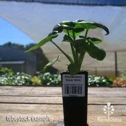 Philodendron Super Atom -Plant Seed Store apo super atom tubestock nursery