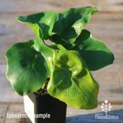 Philodendron Super Atom -Plant Seed Store apo super atom tubestock top 1