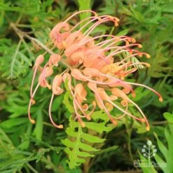 Grevillea Superb 10 Grevillea Superb -Plant Seed Store apo superb grevillea