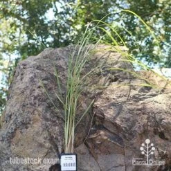 Pennisetum Alopecuroides - Swamp Fountain Grass 17 Pennisetum Alopecuroides - Swamp Fountain Grass -Plant Seed Store apo swamp grass tubestock new