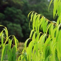 Waterhousea Sweeper - Weeping Lilly Pilly 13 Waterhousea Sweeper - Weeping Lilly Pilly -Plant Seed Store apo sweeper foliage