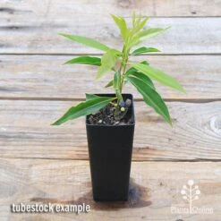 Waterhousea Sweeper - Weeping Lilly Pilly 14 Waterhousea Sweeper - Weeping Lilly Pilly -Plant Seed Store apo sweeper tubetock