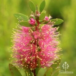 Callistemon Sweet Burst 20 Callistemon Sweet Burst -Plant Seed Store apo sweet burst callistemon flower