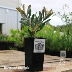 Callistemon Sweet Burst 21 Callistemon Sweet Burst -Plant Seed Store apo sweet burst callistemon tubestock