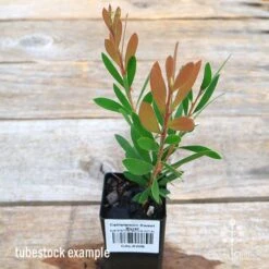Callistemon Sweet Burst 16 Callistemon Sweet Burst -Plant Seed Store apo sweet burst callistemon tubestock colour