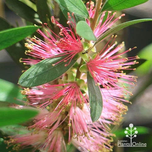Callistemon Sweet Burst 9 Callistemon Sweet Burst - Image 9
