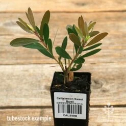 Callistemon Sweet Burst 27 Callistemon Sweet Burst -Plant Seed Store apo sweet burst tubestock