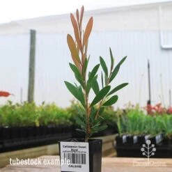 Callistemon Sweet Burst 23 Callistemon Sweet Burst -Plant Seed Store apo sweet burst tubestock colour