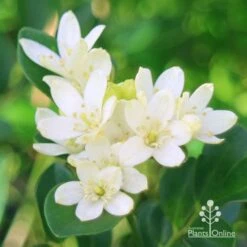 Murraya Sweet Privacy 14 Murraya Sweet Privacy -Plant Seed Store apo sweet privacy flowers