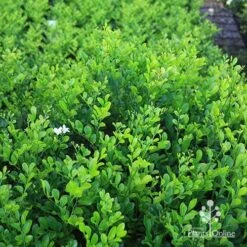Murraya Sweet Privacy 18 Murraya Sweet Privacy -Plant Seed Store apo sweet privacy hedge