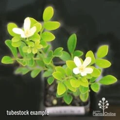 Murraya Sweet Privacy 19 Murraya Sweet Privacy -Plant Seed Store apo sweet privacy isolated