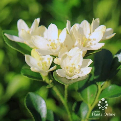 Murraya Sweet Privacy 2 Murraya Sweet Privacy - Image 2