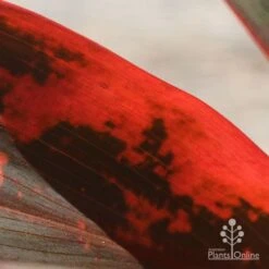 Cordyline Fruticosa Tangelo 28 Cordyline Fruticosa Tangelo -Plant Seed Store apo tangelo closeup