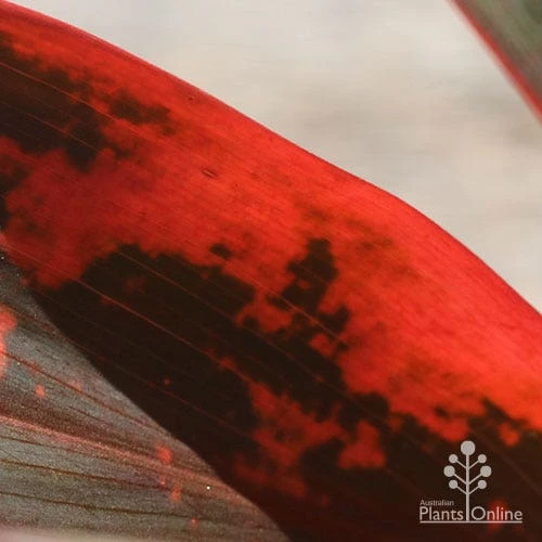 Cordyline Fruticosa Tangelo 13 Cordyline Fruticosa Tangelo - Image 13