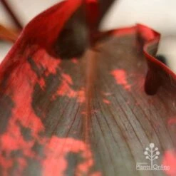 Cordyline Fruticosa Tangelo 20 Cordyline Fruticosa Tangelo -Plant Seed Store apo tangelo leaf close