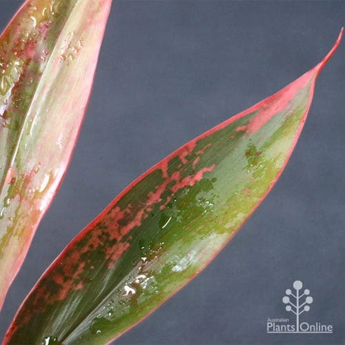 Cordyline Fruticosa Tangelo 10 Cordyline Fruticosa Tangelo - Image 10