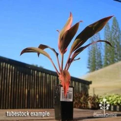 Cordyline Fruticosa Tangelo 21 Cordyline Fruticosa Tangelo -Plant Seed Store apo tangelo tubestock blue sky