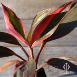 Cordyline Fruticosa Tangelo 30 Cordyline Fruticosa Tangelo -Plant Seed Store apo tangelo tubestock2