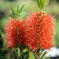 Callistemon Tangerine Dream 16 Callistemon Tangerine Dream -Plant Seed Store apo tangerine dream callistemon