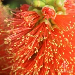 Callistemon Tangerine Dream 13 Callistemon Tangerine Dream -Plant Seed Store apo tangerine dream superclose