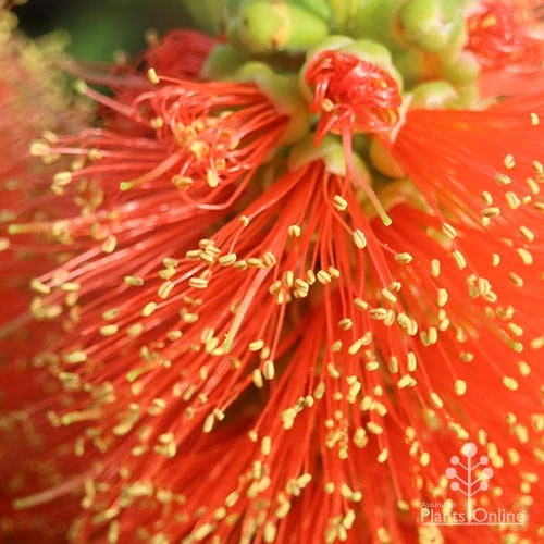 Callistemon Tangerine Dream 5 Callistemon Tangerine Dream - Image 5
