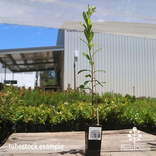 Callistemon Tangerine Dream 2 Callistemon Tangerine Dream - Image 2