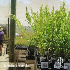 Callistemon Tangerine Dream 14 Callistemon Tangerine Dream -Plant Seed Store apo tangerine dream tall tubestocks