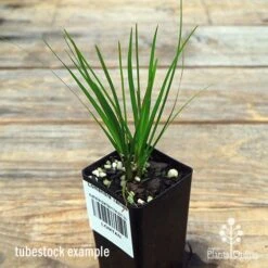 Lomandra Tanika 11 Lomandra Tanika -Plant Seed Store apo tanika tubestock