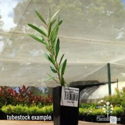 Callistemon Taree Pink 10 Callistemon Taree Pink -Plant Seed Store apo taree pink tubestock