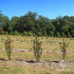 Photinia Thin Red 19 Photinia Thin Red -Plant Seed Store apo thin red nursery hedge 2
