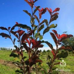 Photinia Thin Red 15 Photinia Thin Red -Plant Seed Store apo thin red nursery planting