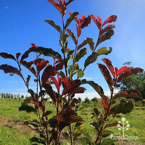 Photinia Thin Red 5 Photinia Thin Red - Image 5