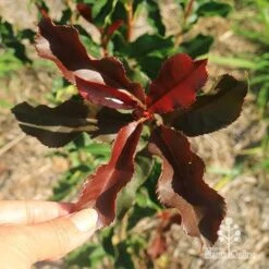 Photinia Thin Red 17 Photinia Thin Red -Plant Seed Store apo thin red twisty leaf