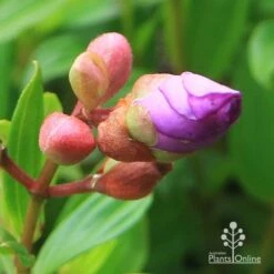 Tibouchina Allure 17 Tibouchina Allure -Plant Seed Store apo tibouchina allure bud