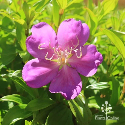 Tibouchina Allure 2 Tibouchina Allure - Image 2