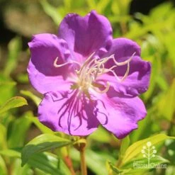 Tibouchina Allure 15 Tibouchina Allure -Plant Seed Store apo tibouchina allure flower2