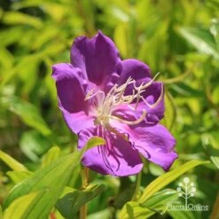 Tibouchina Allure 13 Tibouchina Allure -Plant Seed Store apo tibouchina allure flower 1
