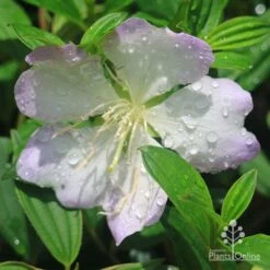 Tibouchina Chameleon 21 Tibouchina Chameleon -Plant Seed Store apo tibouchina chameleon flower