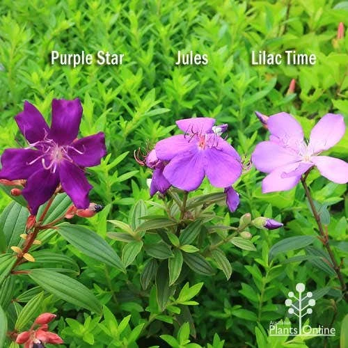 Tibouchina Purple Star 7 Tibouchina Purple Star - Image 7